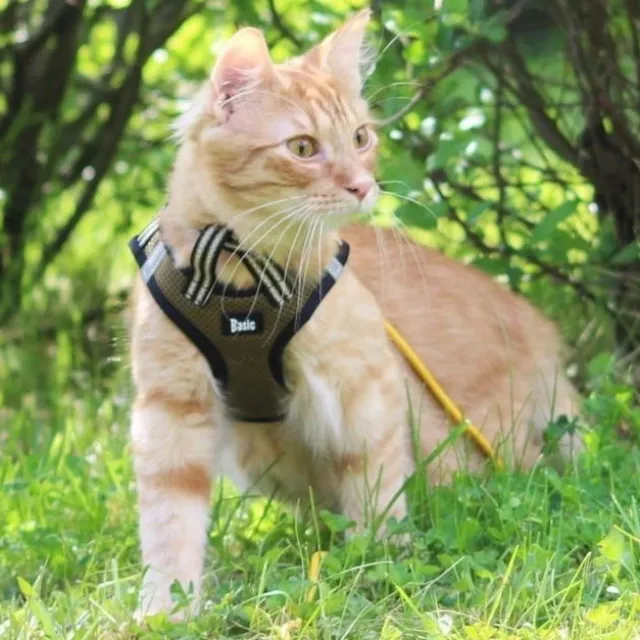 Basic Cat Sporty Kattesele Khaki/Grønn