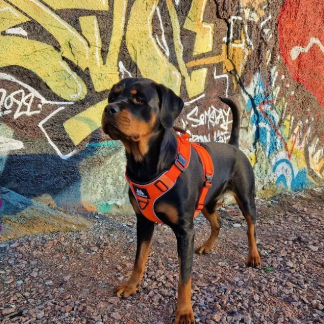 Cerberos Active Rescue Hundesele Orange