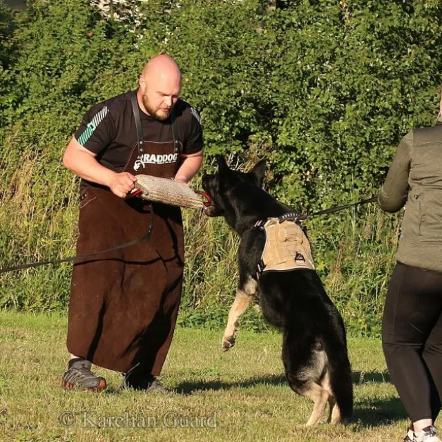 Cerberos Tactical Hundesele Beige