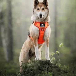 Cerberos Tactical Rescue Hundesele Orange