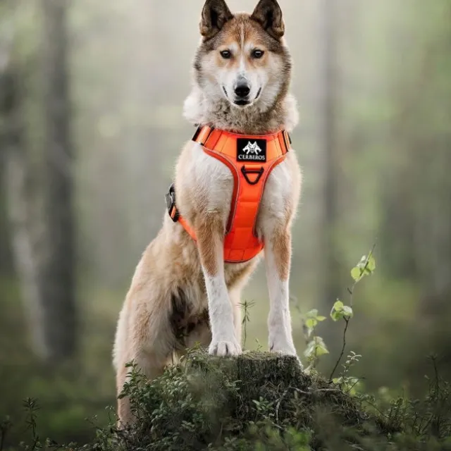 Cerberos Tactical Rescue Hundesele Orange