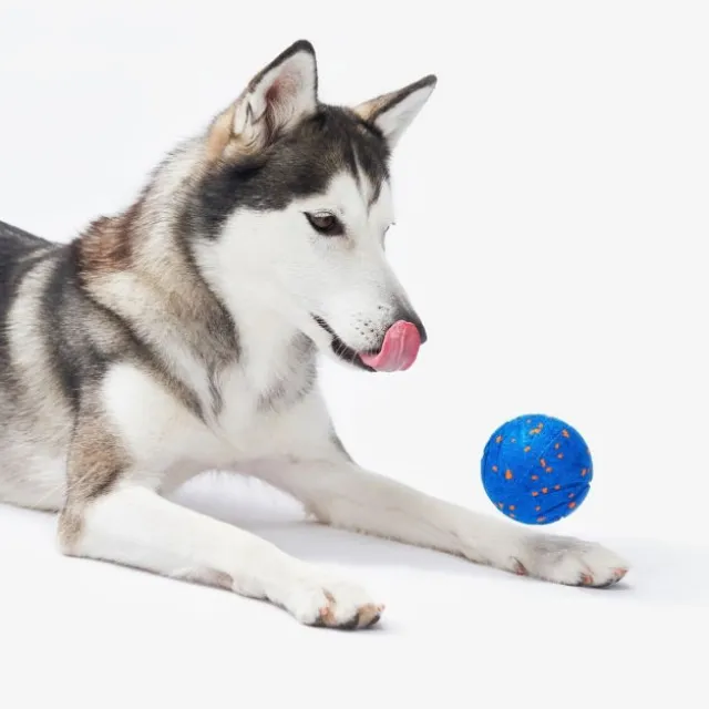 Cheerble Wicked Air Interaktiv Hundeball