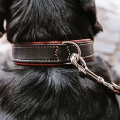 Hunter Collar Canadian UP Black
