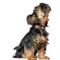 Hunter Collar Love Brown