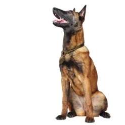Hunter training collar Solid Education Olive Green