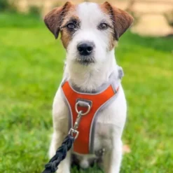 Hurtta Venture No-Pull Hundesele Oransje