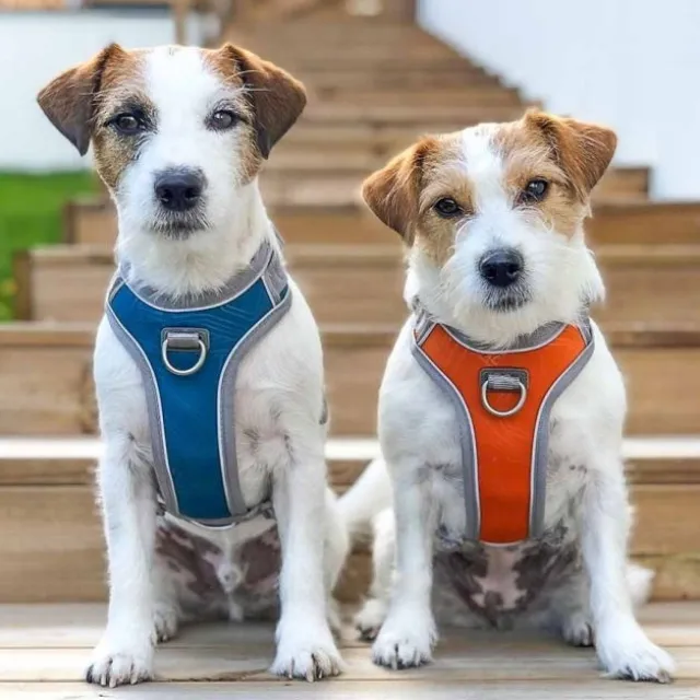 Hurtta Venture No-Pull Hundesele Oransje