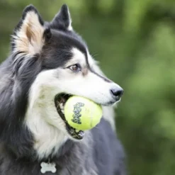 Kong Airdog Squaker Ball med tau, 6 cm