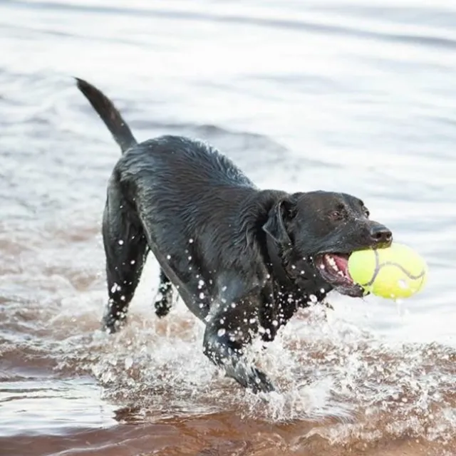 KONG AirDog Squeaker Fotball