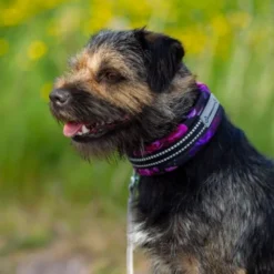 Kusse & Kutta Hundehalsband kosmos
