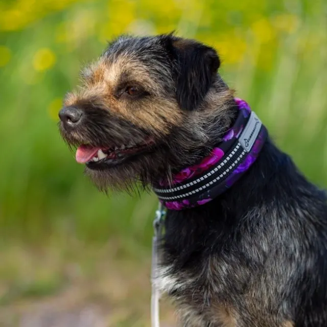 Kusse & Kutta Hundehalsband kosmos