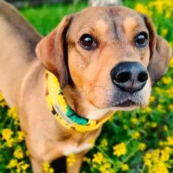 Kusse&Kutta Hundhalsband Bred Modell Solsikke