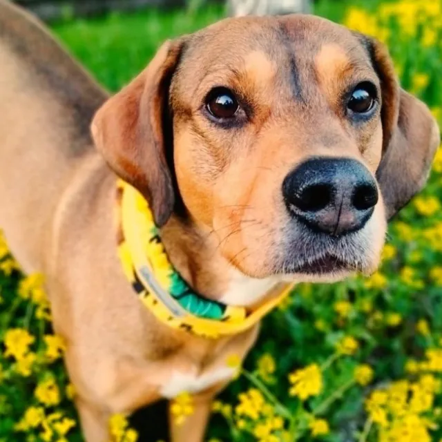 Kusse&Kutta Hundhalsband Bred Modell Solsikke