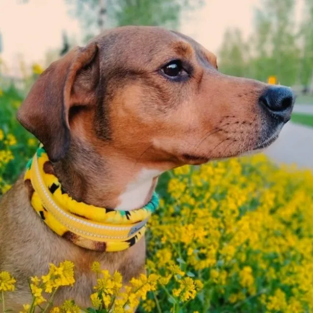 Kusse&Kutta Hundhalsband Bred Modell Solsikke