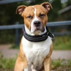 Kusse&Kutta Hundhalsband Bred Modell Sort Glitter