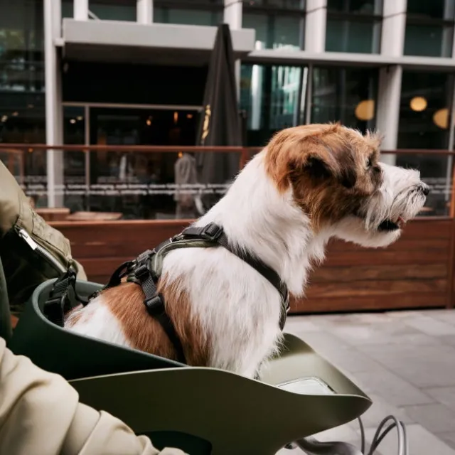 Kvisp Sykkelkurv til Hund med Sele Grå