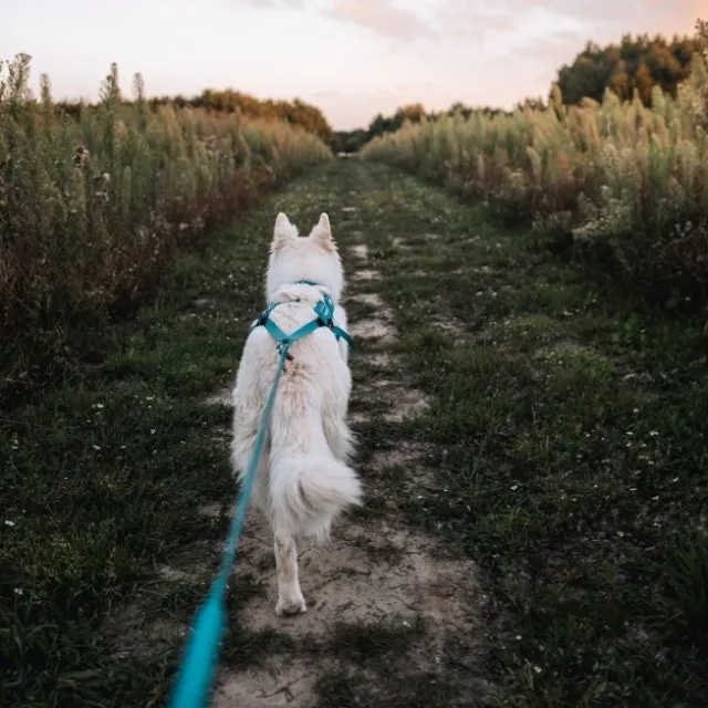 Non Stop Dogwear Freemotion Trekksele 5.0, turkis