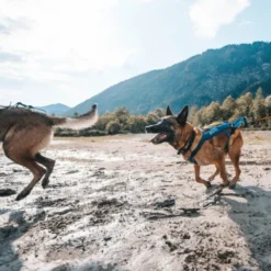 Non Stop Dogwear Freemotion Trekksele 5.0, turkis