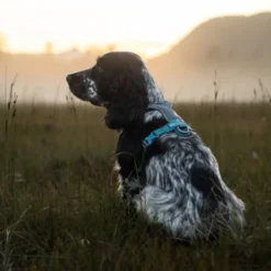 Non Stop Dogwear Line Hundesele 5.0, turkis