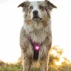 Orbiloc Dual Safety Light