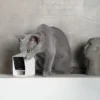Petcube Cam Husdyrskamera med Lyd 1080p HD 2 way audio