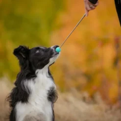 Pro Dog Target Stick mint