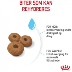 Royal Canin Maxi Starter tørrfôr til hund og valp