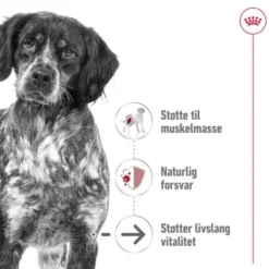 Royal Canin Medium Ageing 10+ tørrfôr til hund