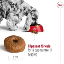 Royal Canin Medium Ageing 10+ tørrfôr til hund