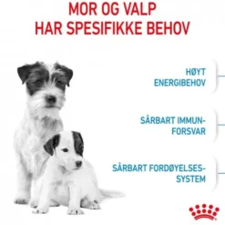 Royal Canin Mini Starter tørrfôr til hund og valp