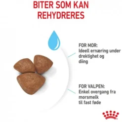 Royal Canin Mini Starter tørrfôr til hund og valp