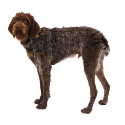 Ruffwear Front Range Hundesele Brun/Lysbrun