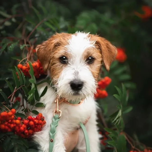 Tyylivoitto Classy Hundehalsbånd Liten Modell, Mint