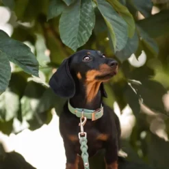 Tyylivoitto Classy Hundehalsbånd Liten Modell, Mint