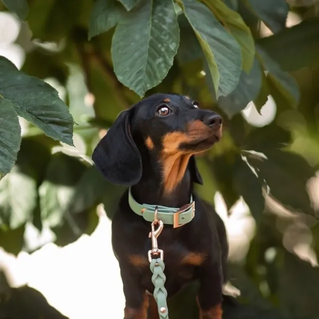 Tyylivoitto Classy Hundehalsbånd Liten Modell, Mint