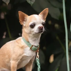 Tyylivoitto Classy Hundehalsbånd Liten Modell, Mint