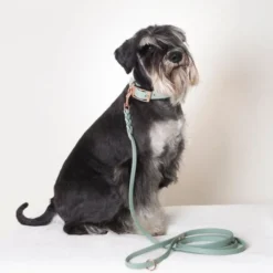 Tyylivoitto Classy Hundehalsbånd Liten Modell, Mint