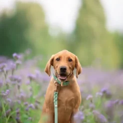 Tyylivoitto Classy Hundehalsbånd, Mint