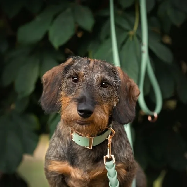 Tyylivoitto Classy Hundehalsbånd, Mint