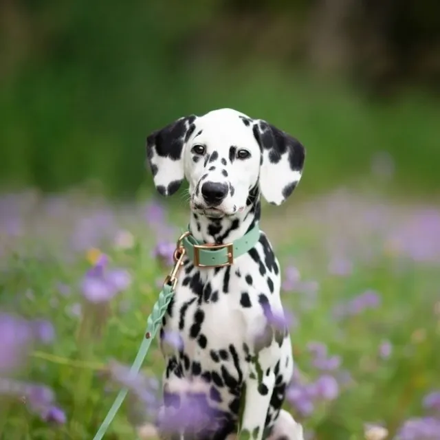 Tyylivoitto Classy Hundehalsbånd, Mint