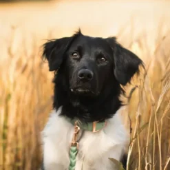 Tyylivoitto Classy Hundehalsbånd, Mint
