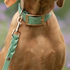 Tyylivoitto Classy Hundehalsbånd, Mint