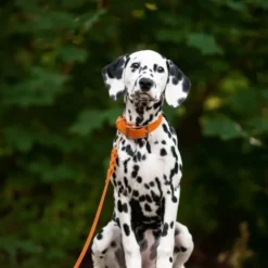 Tyylivoitto Classy Hundehalsbånd, Oransje