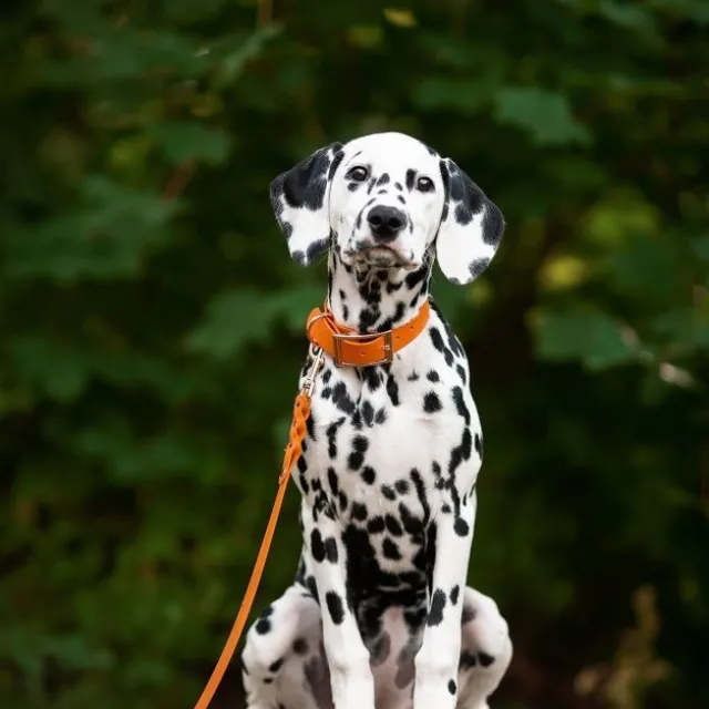 Tyylivoitto Classy Hundehalsbånd, Oransje