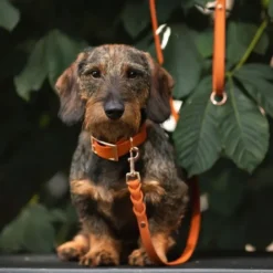 Tyylivoitto Classy Hundehalsbånd, Oransje