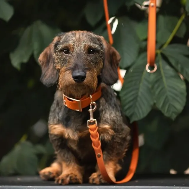 Tyylivoitto Classy Hundehalsbånd, Oransje