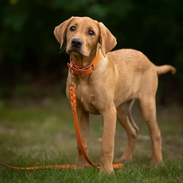 Tyylivoitto Classy Hundehalsbånd, Oransje