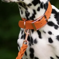 Tyylivoitto Classy Hundehalsbånd, Oransje