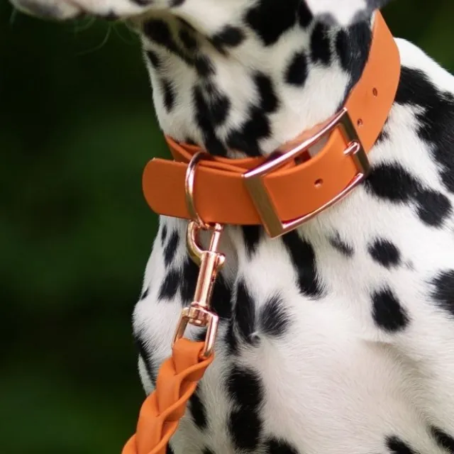 Tyylivoitto Classy Hundehalsbånd, Oransje