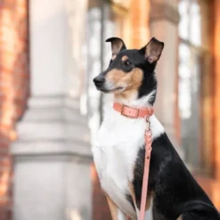Tyylivoitto Classy Hundehalsbånd, Fersken